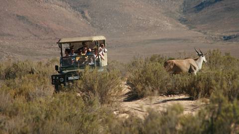 Big Five Wildlife Safari Tour