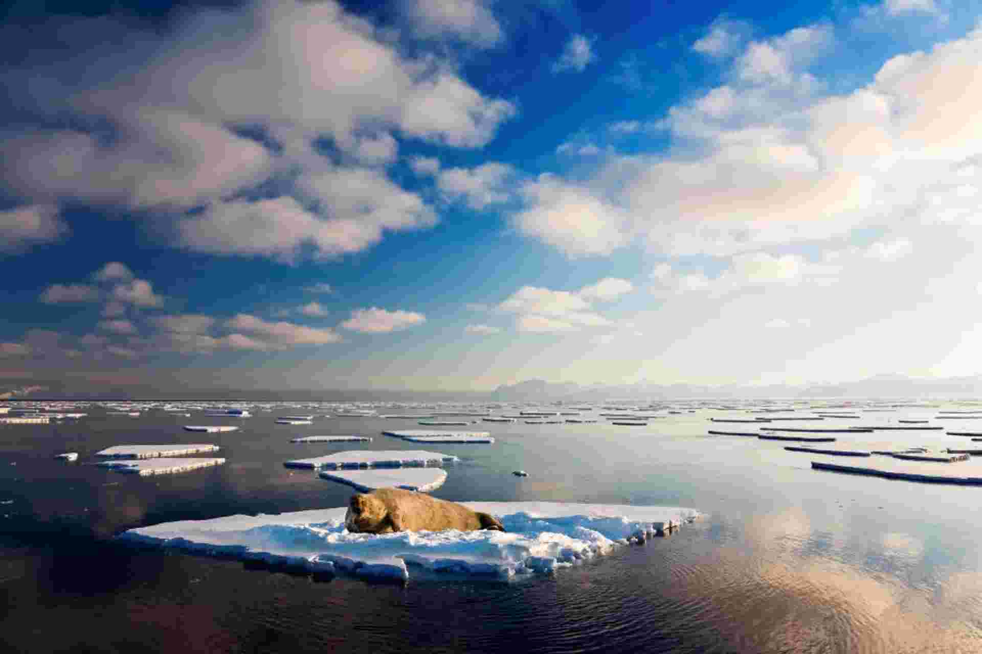 Arctic Golden Autumn & Northern Lights - M/V Sylvia Earle