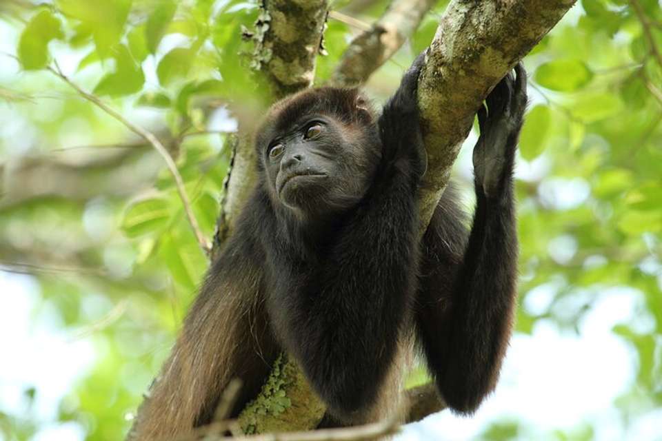 Arenal Hanging Bridges From Arenal - Destination Services - Costa Rica - Image 7