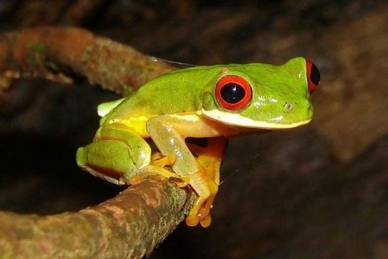 Arenal Oasis Night Walk From Arenal trip - alternative tour available