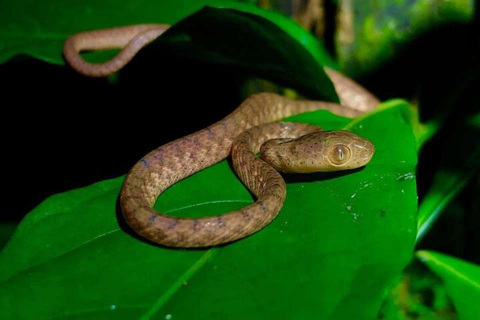 Arenal Oasis Night Walk From Arenal - undefined - Image 5