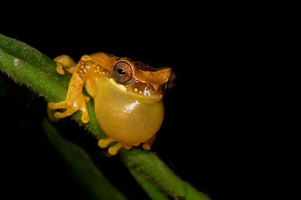 Arenal Oasis Night Walk From Arenal - undefined - Image 6