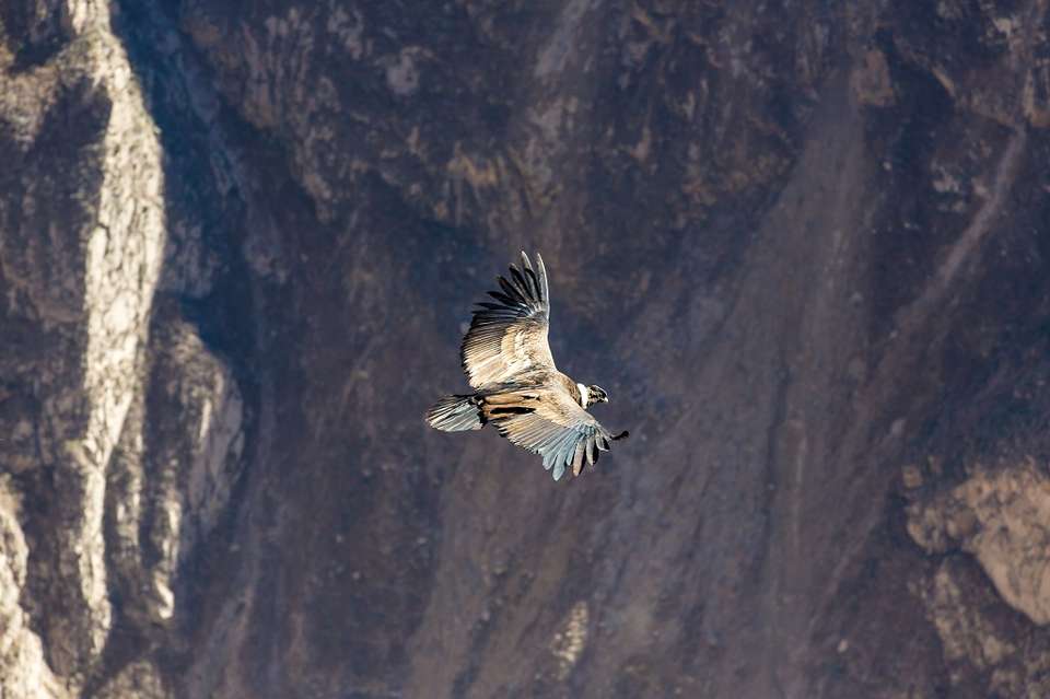 Arequipa And Colca Canyon - Destination Services - Peru - Image 7