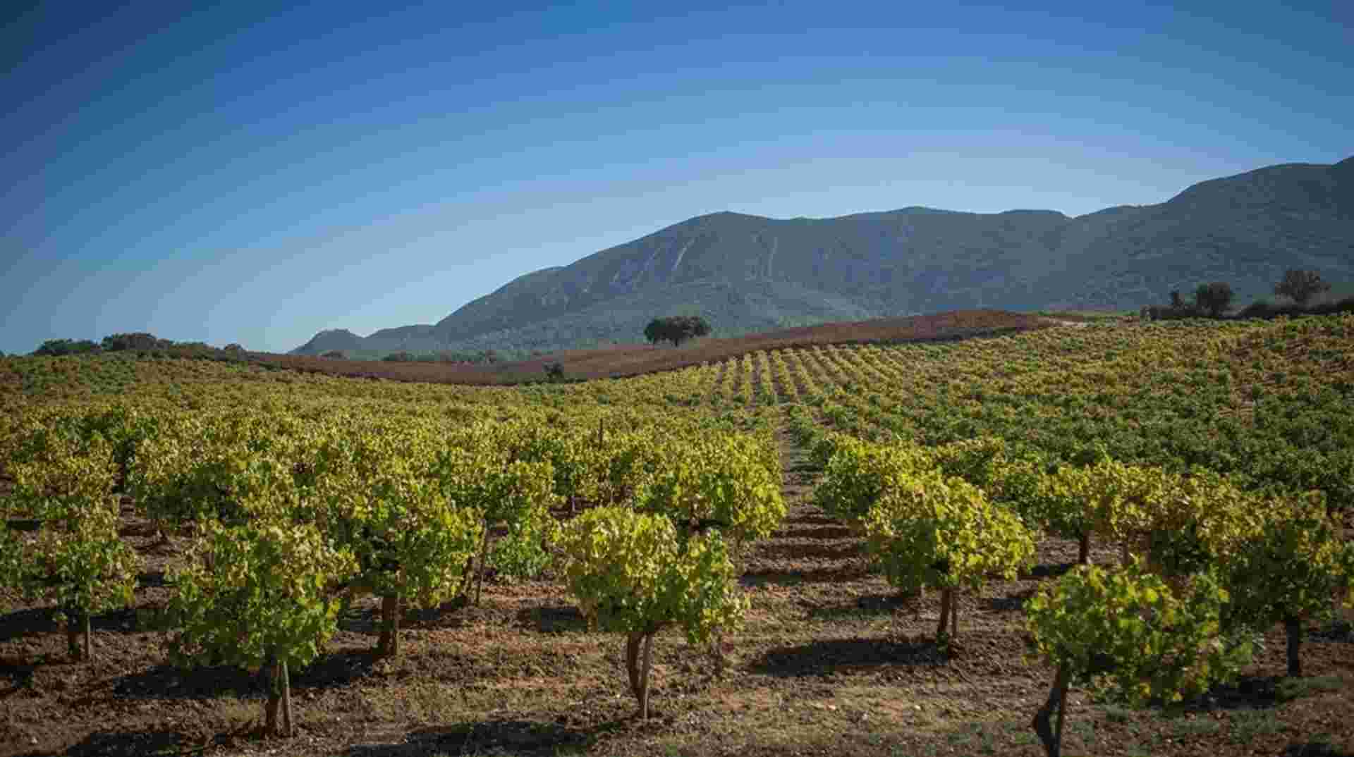 Full-Day Arrábida Wine Tour with Wine and Food Tasting