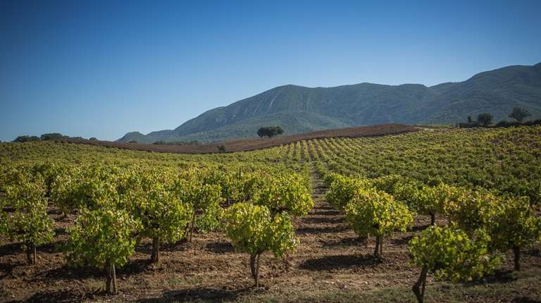 Full-Day Arrábida Wine Tour with Wine and Food Tasting trip - alternative tour available