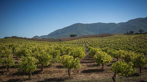 Lisbon Cultural, Religious And Historic Sites Tour: Full-day Arrábida Wine Tour With Wine And Food Tasting