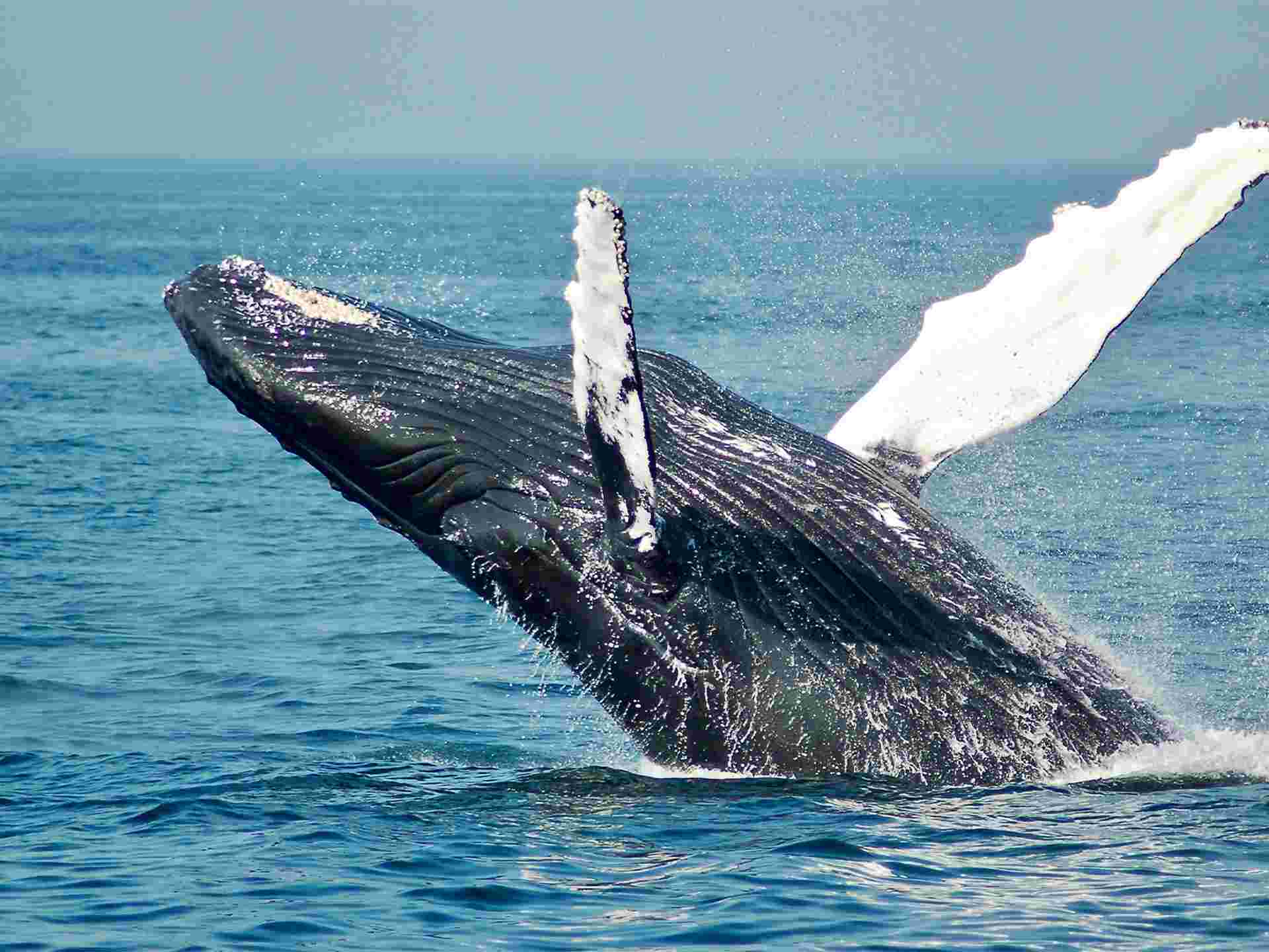 Atlantic Canada Encompassed - 23 days