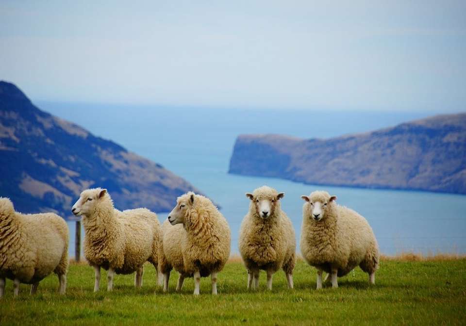 Auckland to Christchurch Self Drive - Indus Travels - New Zealand - Image 2
