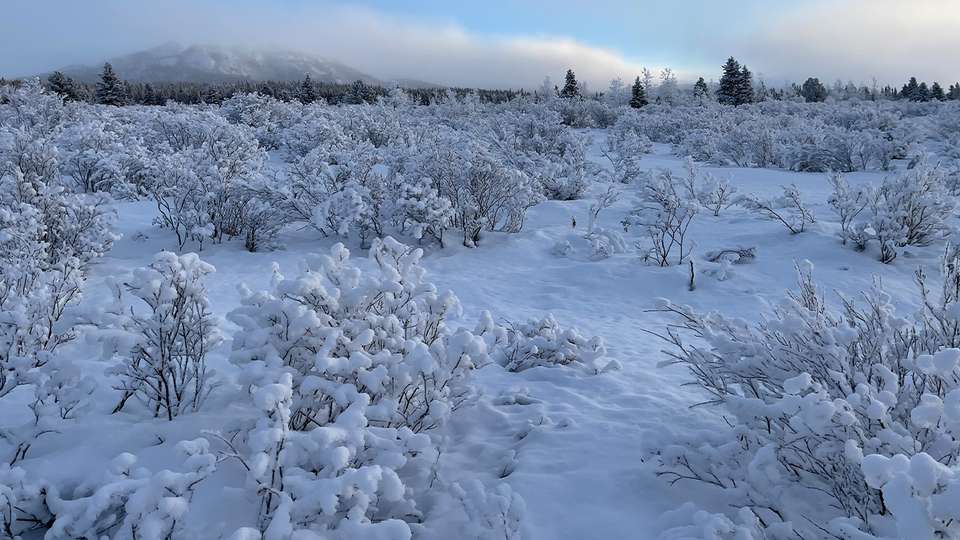 Aurora Adventure: Winter in the Canadian Rockies & The Yukon - Collette Tours - Canada - Image 5