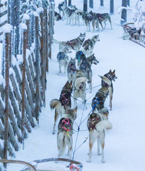 Finland Travel Deals: Aurora & Glass Igloo Explorer - 5 Days