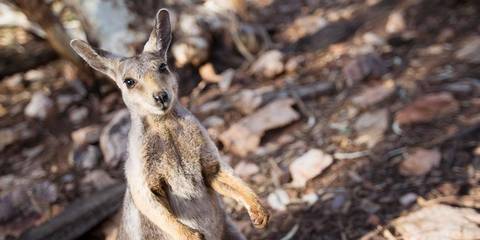 Australia And New Zealand: Surfing & National Parks