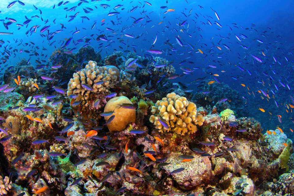 Australia: Beaches and Reefs - Contiki - Australia - Image 3