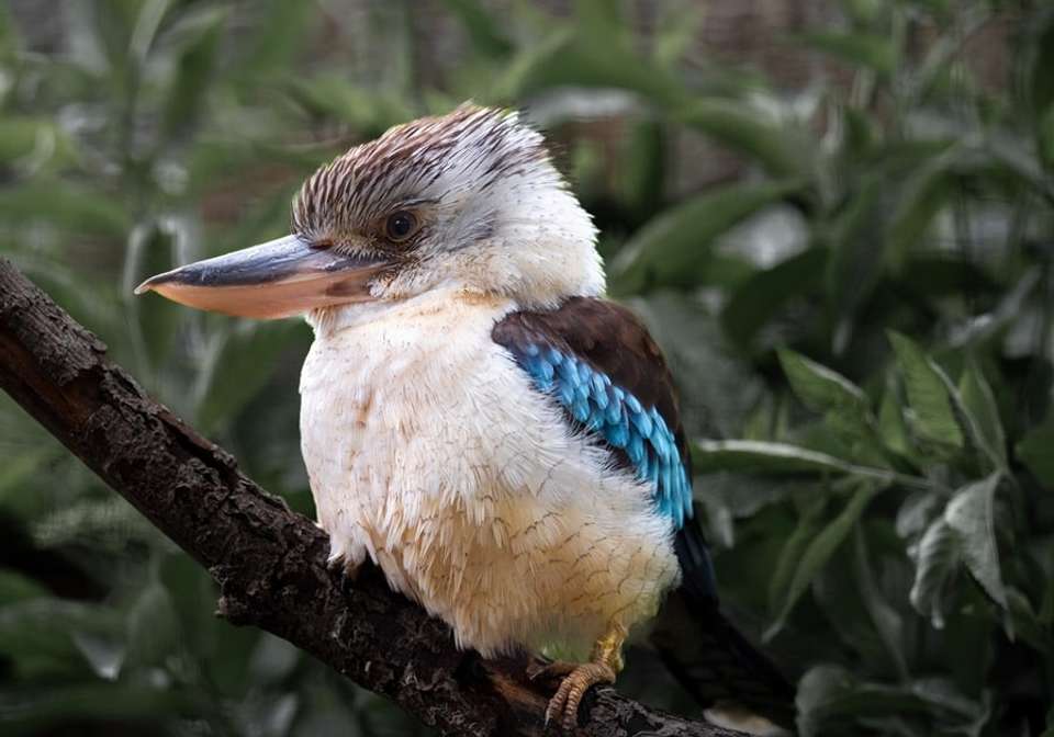Australia Explorer - Indus Travels - Australia - Image 8