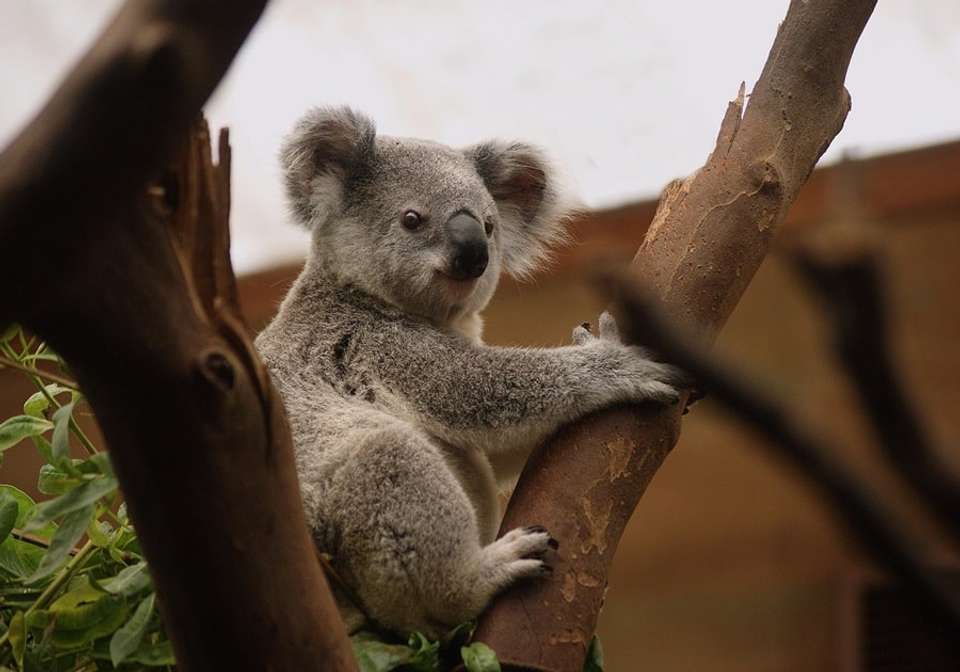 Australia Explorer - Indus Travels - Australia - Image 9