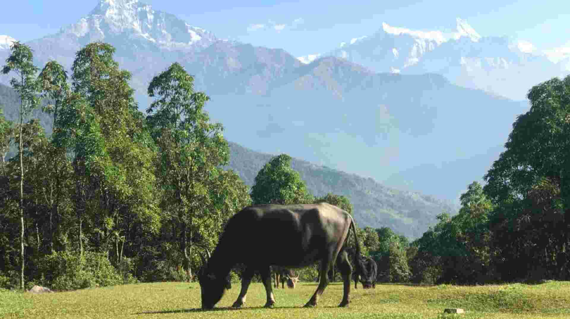 Beautiful Dhampus Australian camp day hike from Pokhara