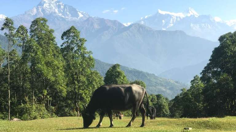 Beautiful Dhampus Australian camp day hike from Pokhara trip - alternative tour available