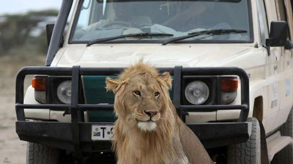 Awesome Tanzania Luxury Safari - Anapa Travel Africa Tours - Tanzania - Image 2