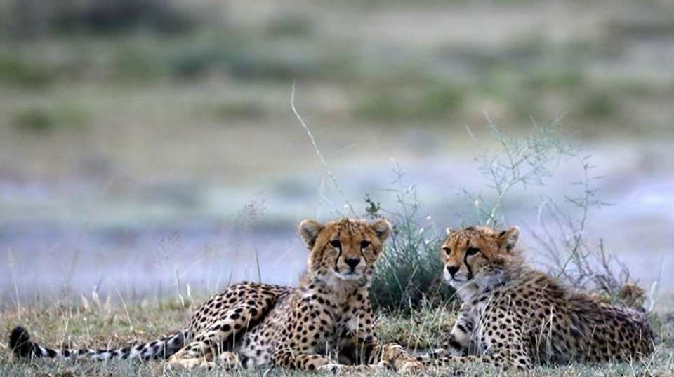 Awesome Tanzania Luxury Safari - Anapa Travel Africa Tours - Tanzania - Image 3