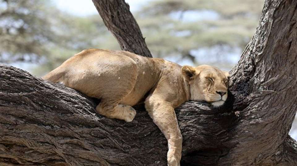 Awesome Tanzania Luxury Safari - Anapa Travel Africa Tours - Tanzania - Image 4