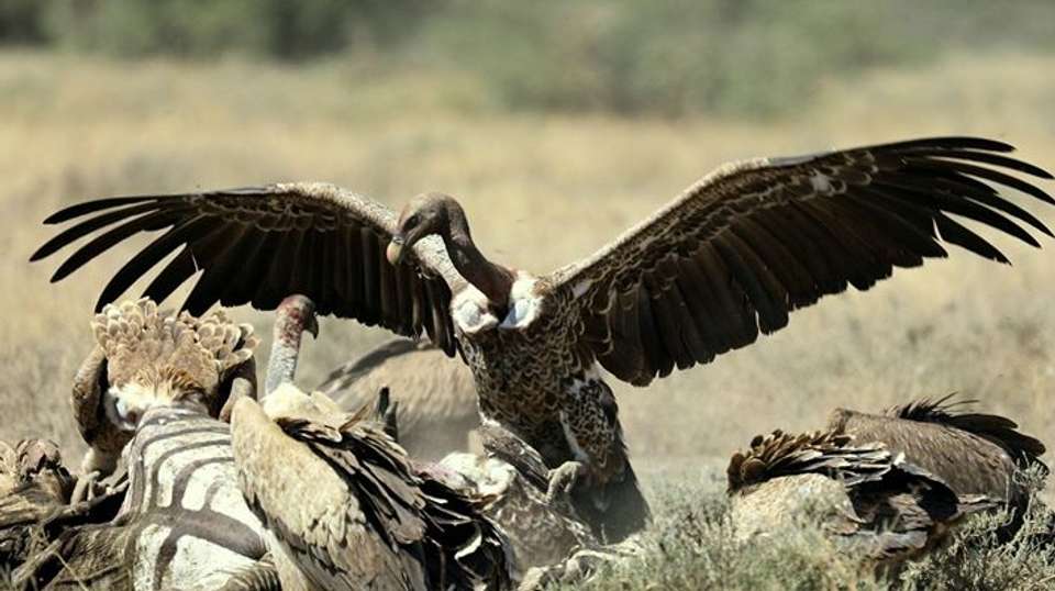 Awesome Tanzania Luxury Safari - Anapa Travel Africa Tours - Tanzania - Image 5