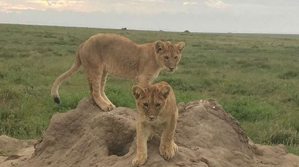 Awesome Tanzania Safari Mid-range LodgesTour - Anapa Travel Africa Tours - Tanzania - Image 1