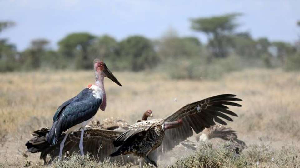 Awesome Tanzania Safari Mid-range LodgesTour - Anapa Travel Africa Tours - Tanzania - Image 2