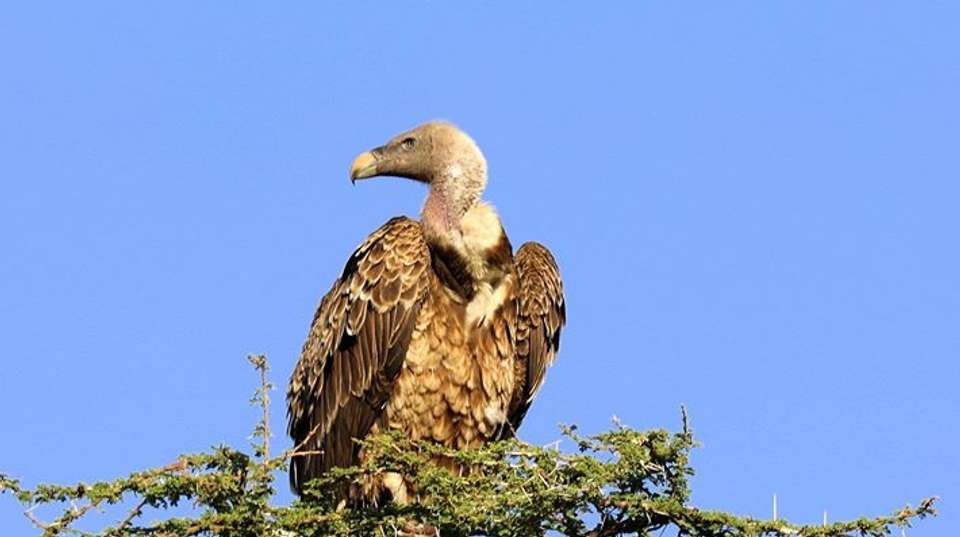 Awesome Tanzania Safari Mid-range LodgesTour - Anapa Travel Africa Tours - Tanzania - Image 3