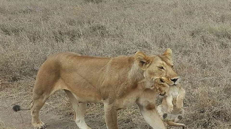 Awesome Tanzania Safari Mid-range LodgesTour - Anapa Travel Africa Tours - Tanzania - Image 4