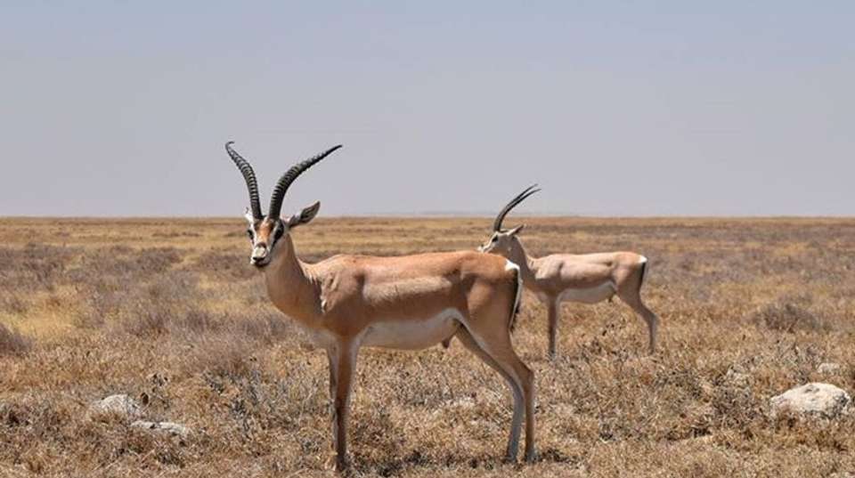 7Day Safari Tarangire, Manyara,Serengeti&Ngorongo Camping - Anapa Travel Africa Tours - Tanzania - Image 3
