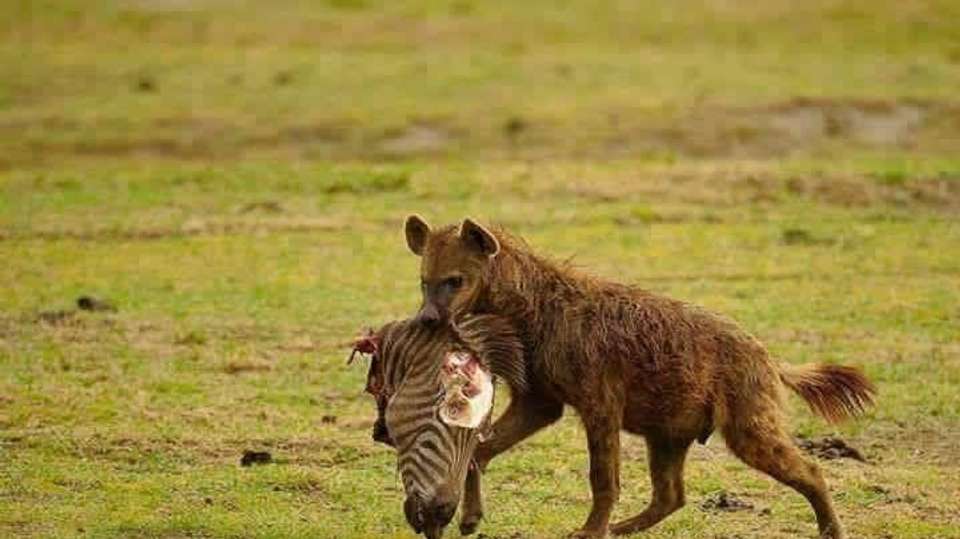 7Day Safari Tarangire, Manyara,Serengeti&Ngorongo Camping - Anapa Travel Africa Tours - Tanzania - Image 4