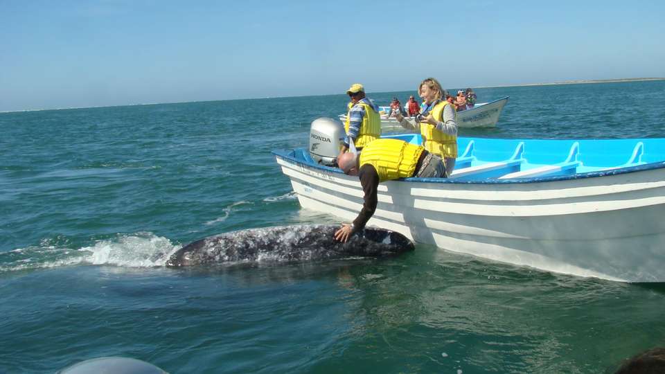 Baja's Ocean Giants: From La Paz to Los Cabos Quest 7D/6N - Bamba - Mexico - Image 5