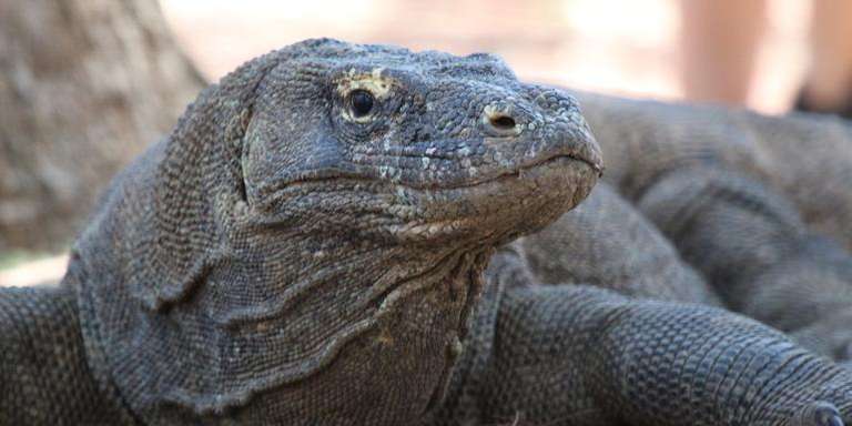 Bali and Komodo: Dragons, Rice Terraces & Cultural Ceremonies - April 2026