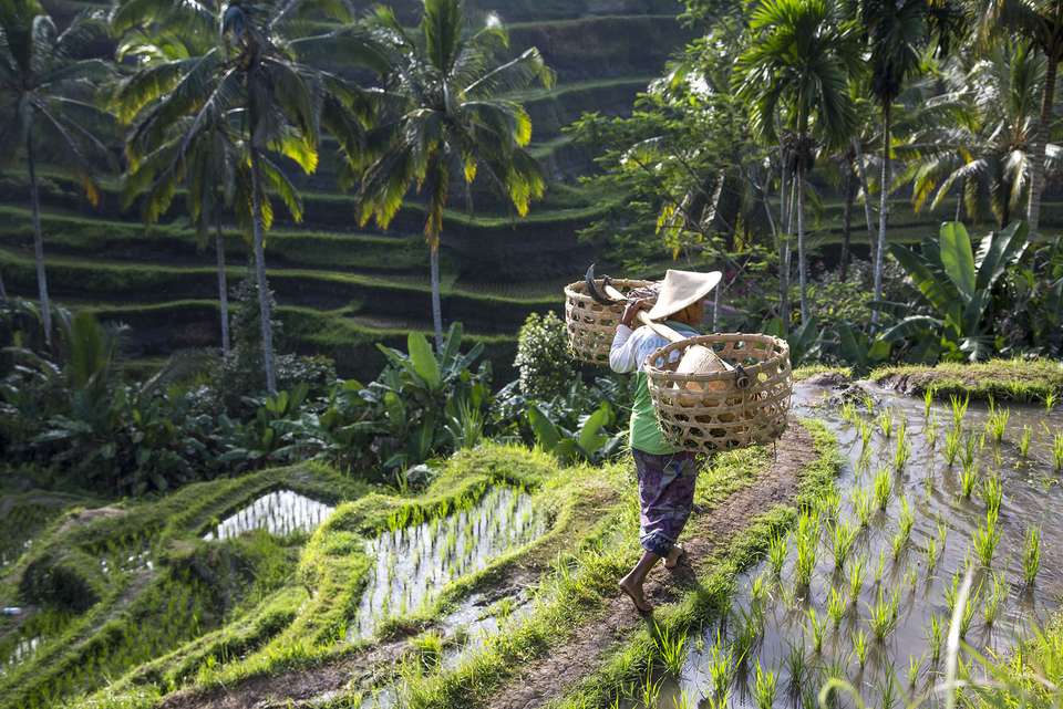 Bali Family Holiday with Teenagers - Intrepid Travel - Indonesia - Image 10
