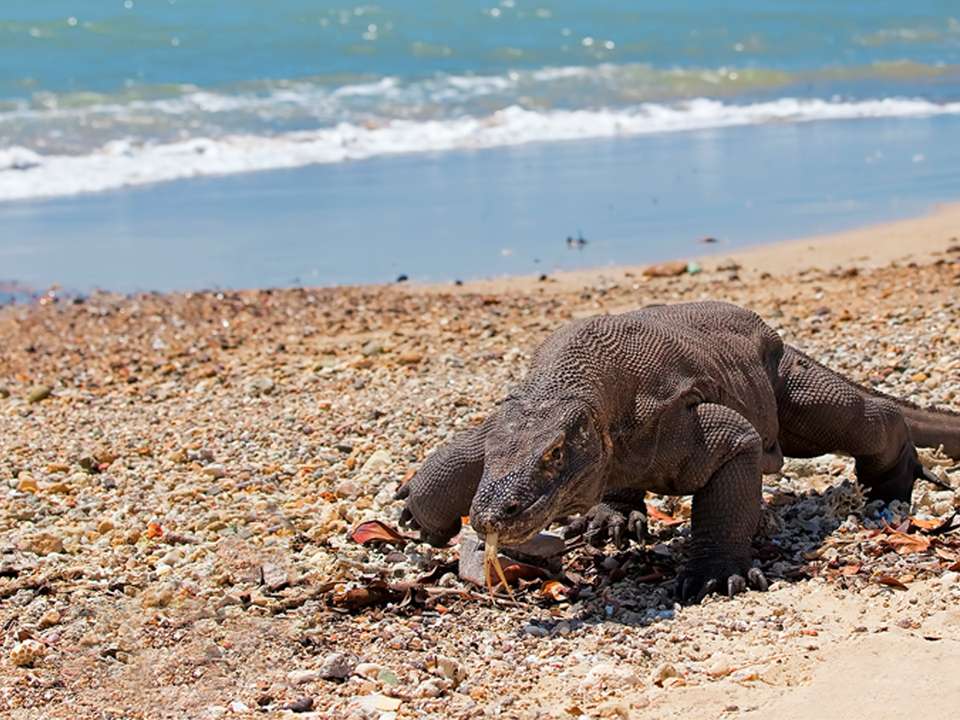 Bali to Flores: Trails, Tribal Villages & Dragon Lagoons - G Adventures - Indonesia