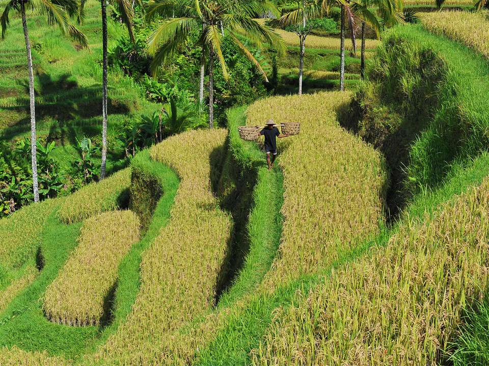 Bali Adventure - 12 days - On The Go Tours - Indonesia