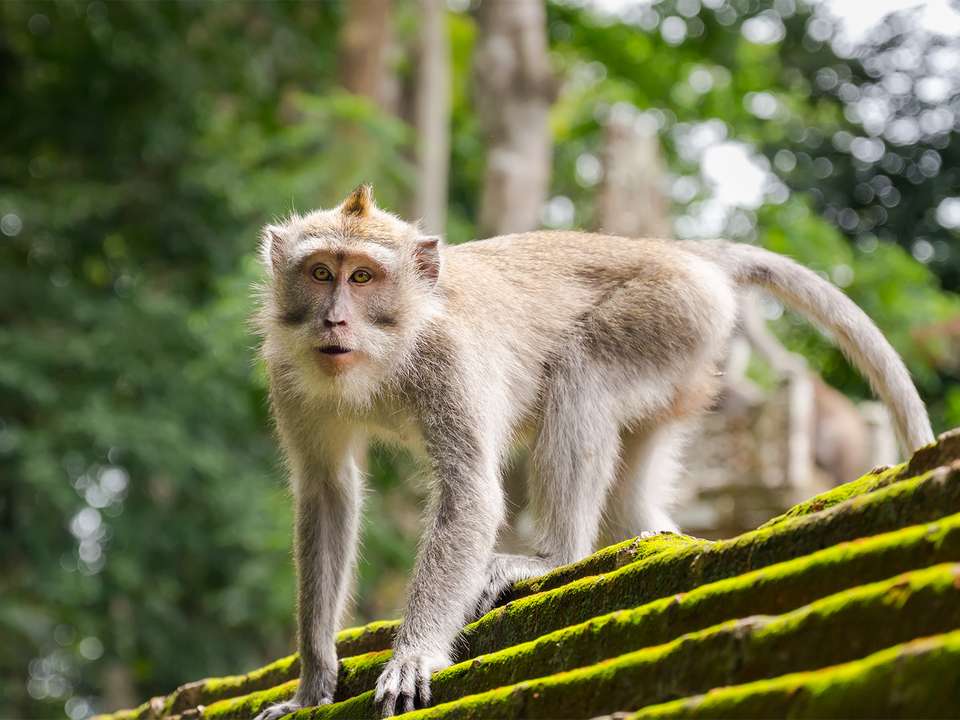 Bali Adventure - 12 days - On The Go Tours - Indonesia