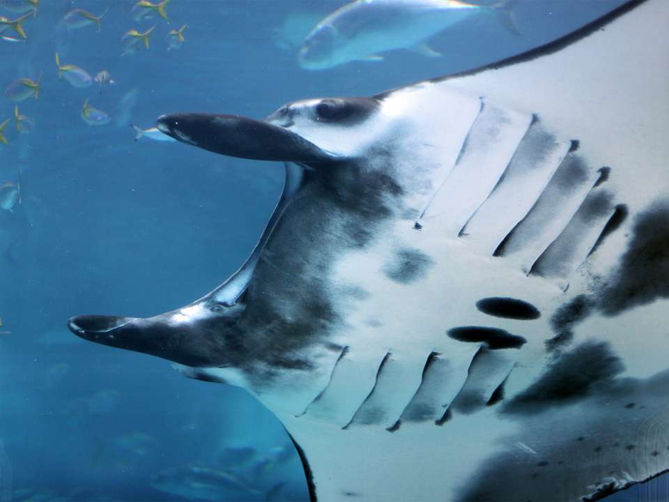 Bali Adventure - 12 days - On The Go Tours - Indonesia