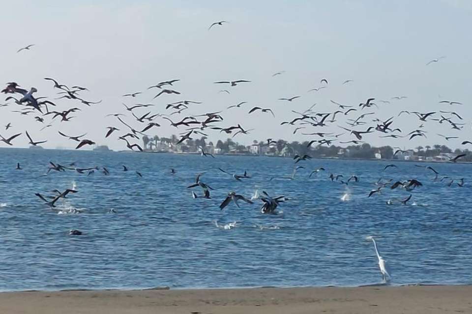 Ballestas Island and Paracas National Reserve from San Martin Port - Tangol Tours - Peru - Image 5