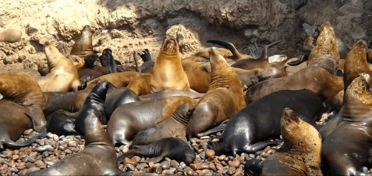 Ballestas Islands & Paracas National Reserve Day Trip (from Paracas) - 7 hours