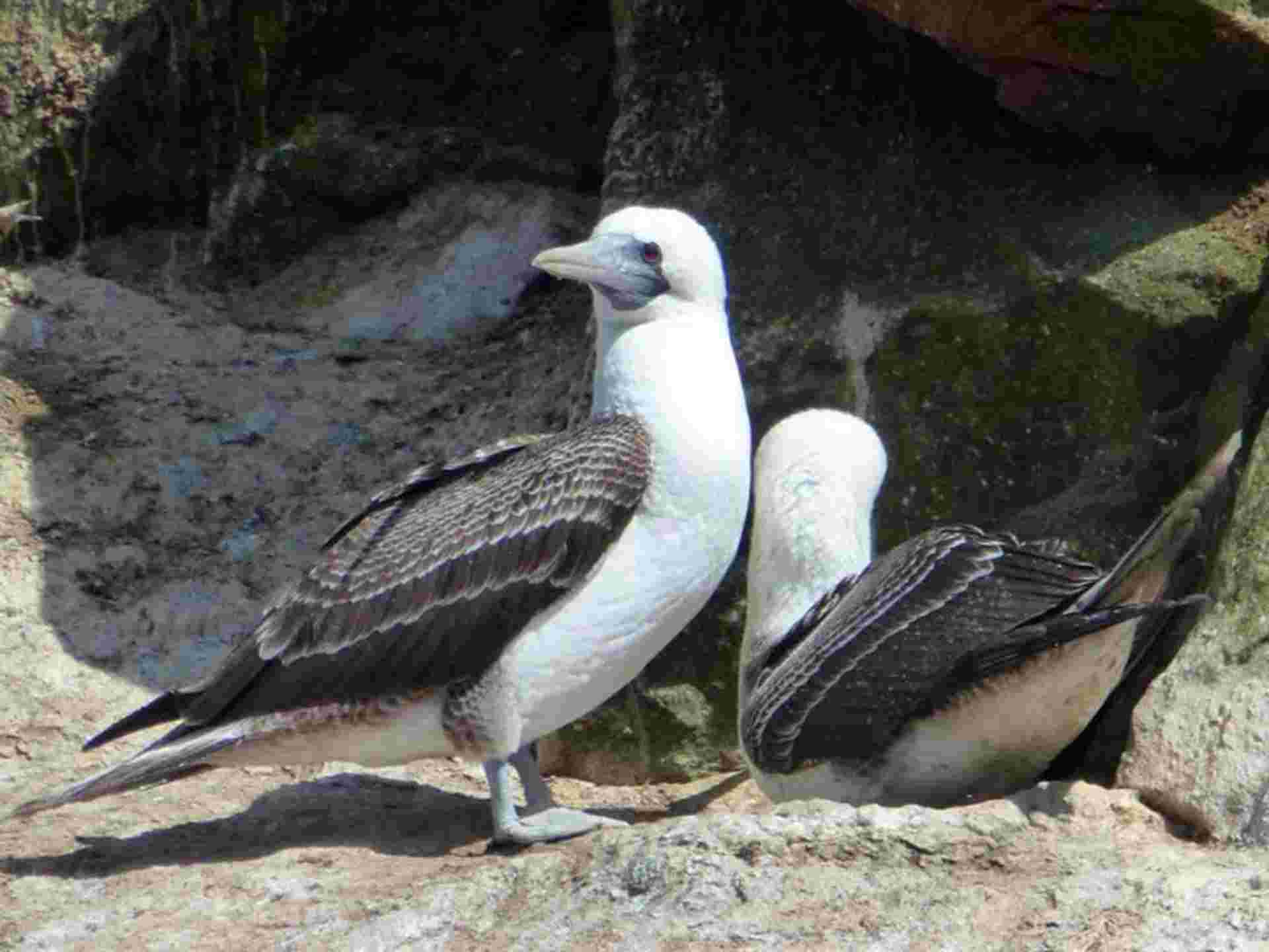 Ballestas Islands & Sand-Boarding Adventure 2D/1N