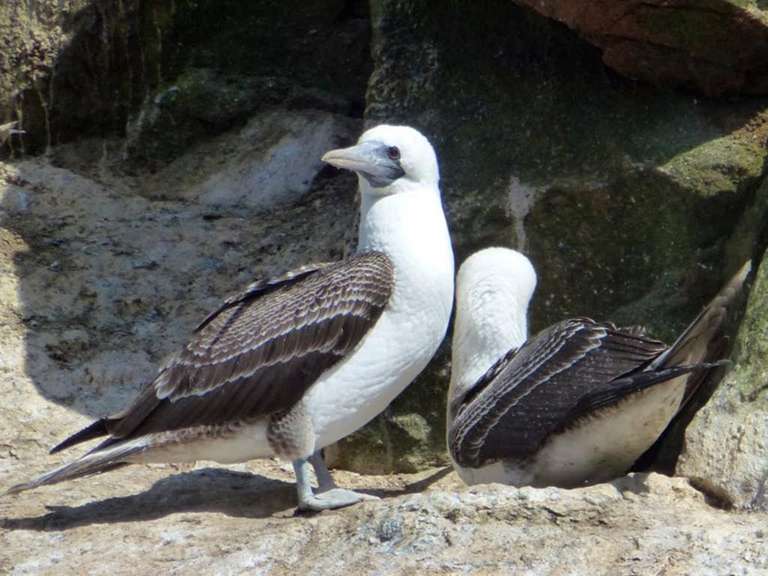 Ballestas Islands & Sand-Boarding Adventure 2D/1N trip - alternative tour available