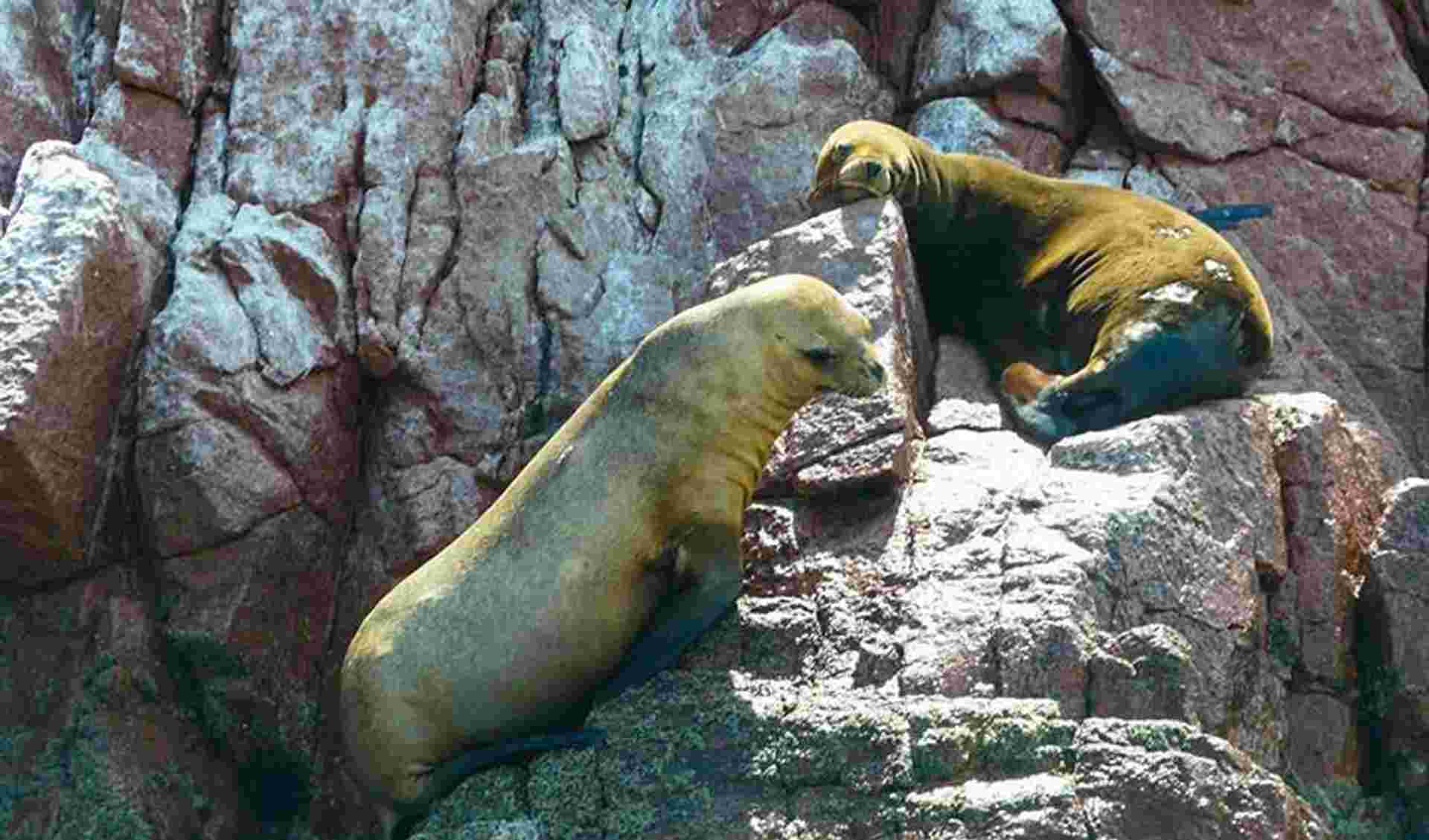 Ballestas Islands Sightseeing Boat Ride (from Paracas)