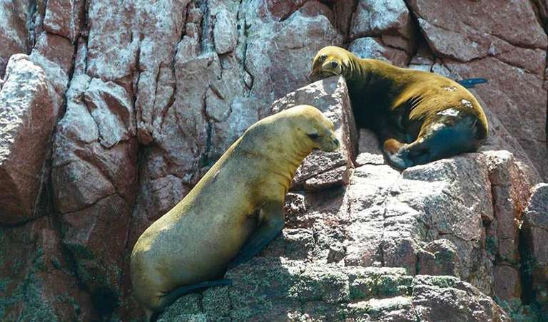 Ballestas Islands Sightseeing Boat Ride (from Paracas) trip - alternative tour available