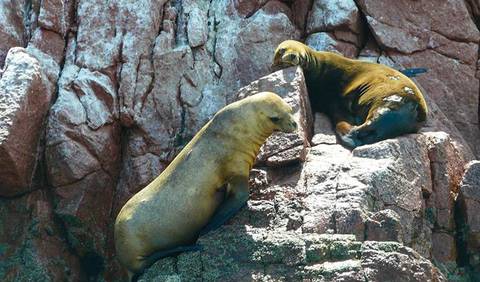Ballestas Islands Sightseeing Boat Ride (from Paracas) - 2 Hours