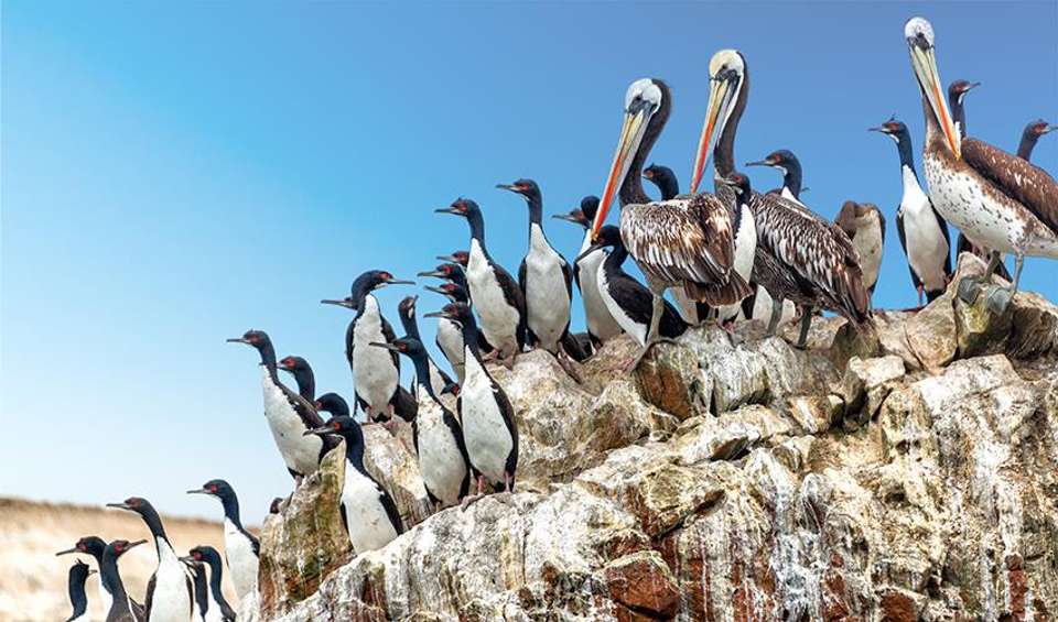Ballestas Islands Sightseeing Boat Ride (from Paracas) - Bamba - peru - Image 2