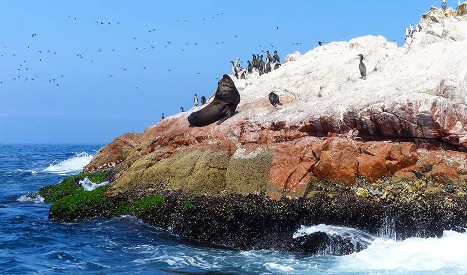 Ballestas Islands Sightseeing Boat Ride (from Paracas) - Bamba - peru - Image 3