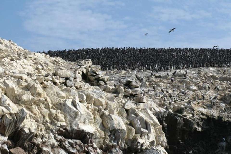 Ballestas Islands Tour from San Martin Port - Tangol Tours - Peru - Image 5