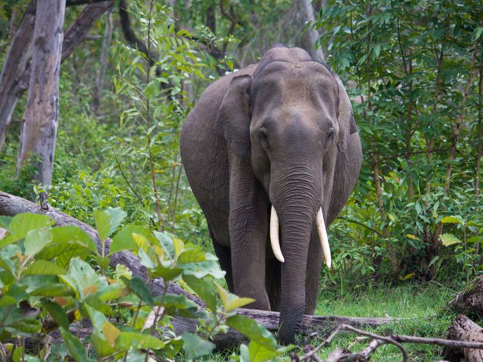 Bangalore, Mysore & Nagarhole - 8 days - On The Go Tours - India - Image 4