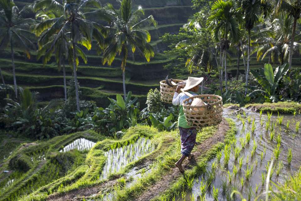 Bangkok to Bali - undefined - Image 8