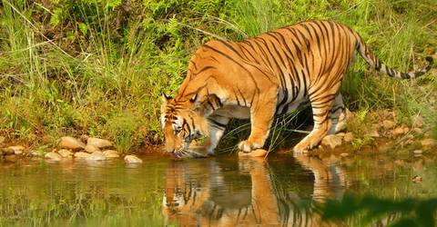 Bardia National Park 5 Days/ 4 Nights - Winter Tours